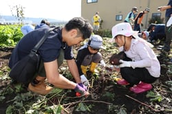 親子でサツマイモを収穫