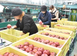 色や傷の有無を確認し選果をする選果員ら