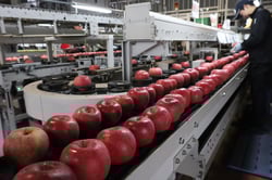 選果が始まった「サンふじ」