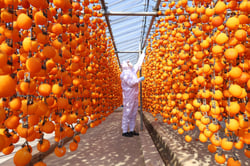 吊るしあがった「柿のれん」