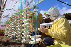 上野大根を井筒状に干す組合員