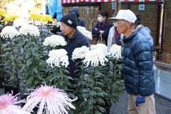 出品された菊花を審査する会員
