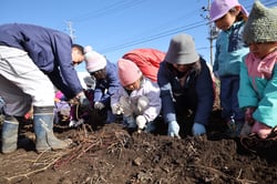 「ＪＡ農園」で園児と一緒にサツマイモ掘り
