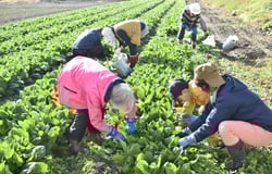 ほうれん草を収穫する組合員ら