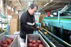 初出荷を迎えた赤肉りんご「いろどり」