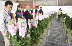 ストックの草丈や形状を評価する審査員ら