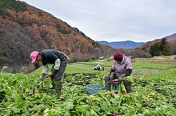 信州の伝統野菜「保平かぶ」を収穫する生産者ら