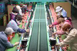 「ふじ」の選別作業をする作業員ら（長野県箕輪町で）