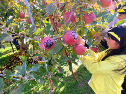 オリジナルリンゴを収穫する参加者ら