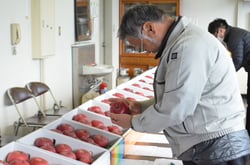 「ふじ」の品質を確認する審査員