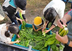野沢菜を洗う参加者たち