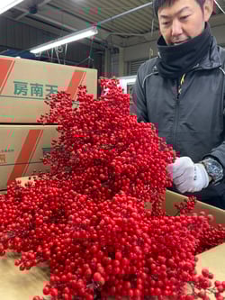 集荷した南天の検品作業をする職員