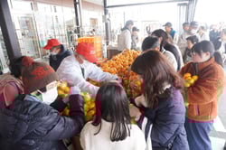多くの来場者で賑わったミカンの詰め放題