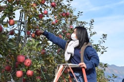「ふじ」の収穫を楽しむ子ども