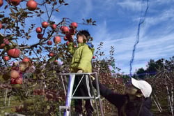 リンゴの収穫を楽しむ親子