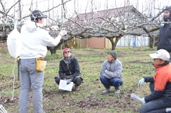剪定作業を実演するＪＡ担当職員