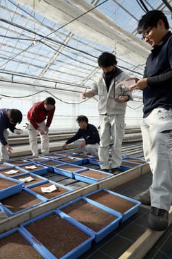 セルリーの種を手で丁寧にまくＪＡ職員