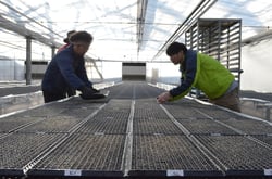 育苗ハウスでトレーを並べる組合員
