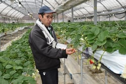 ２段式高設栽培の特徴を説明する石井係長