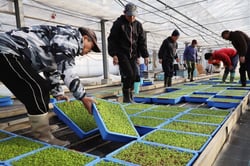 セルリー苗を持ち帰る生産者