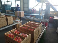 元旦に行ったいちごの受け入れ