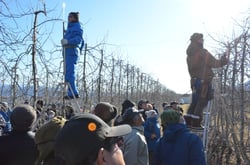 剪定作業を実演する熟達者ら