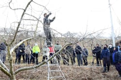 剪定方法を学ぶ参加者