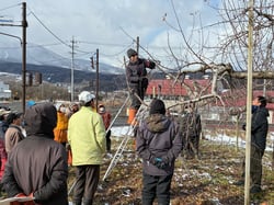 剪定の手順の説明をする技術員（上水内郡飯綱町の畑にて）
