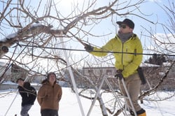 整枝剪定について説明する技術員
