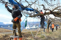 剪定作業をする会員