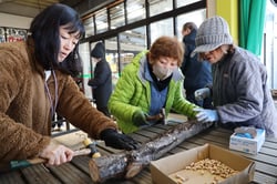 協力してシイタケの駒打ちを行う受講生