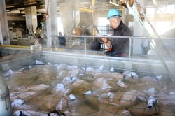 水稲種もみを温湯消毒する職員