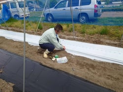 マルチを活用した圃場の地温を計測する資材メーカー担当者