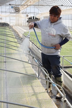 ハウスでネギ苗にかん水する清水さん