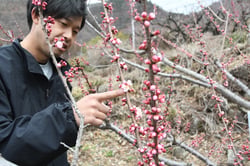 開花を確認する営農技術員（長野県長野市、３月２６日）