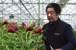 アルストロメリアの出荷作業をする倉田さん（長野県駒ケ根市で）