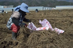 掘り起こした一年養成株を袋に詰める生産者（長野県伊那市で）