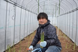アスパラガスを収穫する海野部会長
