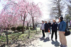歩きながらお花見を楽しむ部員（長野県諏訪市で）