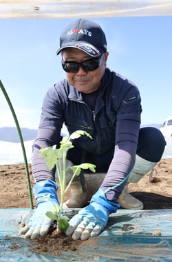 すいかの定植をする大久保部会長（６日、松本市和田にて）