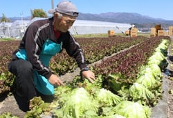 サニーレタスを収穫する岡島良人さん（長野県飯田市で）