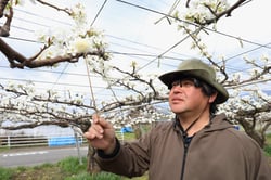 梨の授粉作業をする長沼さん（長野県飯田市で）