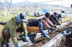 定植作業を行う部会役員とＪＡ役職員