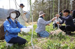 リンゴの誘引・せん定作業を行う受講生（長野県茅野市で）
