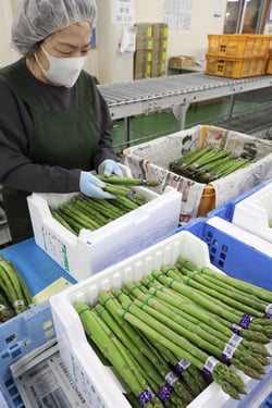 アスパラガスを選果する作業員（長野県豊丘村で）
