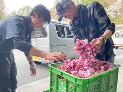 八重桜「関山」を出荷する生産者（長野県松川町で）
