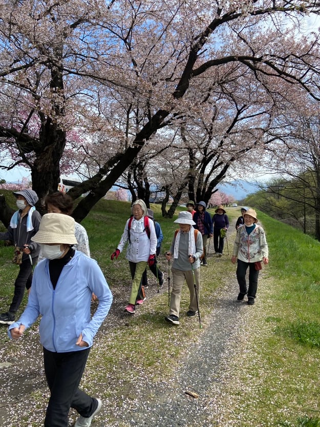 満開の桜のもとでノルディックウォーキング | 県内JAの話題 | JA長野県グループ「農」のポータルサイト いいJAん!信州