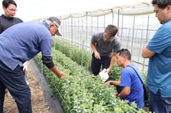 宮澤さんの圃場を熱心に視察するアルゼンチンの花き生産者ら（長野県松川町で）