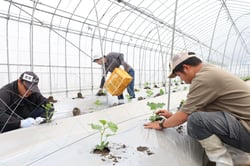 分担してきゅうりの定植作業をする研修生ら（長野県高森町で　２０２５年５月撮影）
