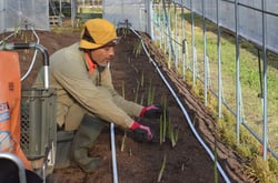 アスパラガスを収穫する小田切専門部長（長野県宮田村で）